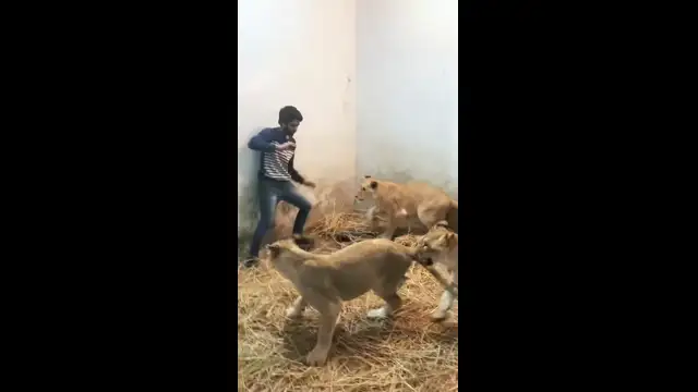 lions playing with my friend 😍😍😍👑🐯😍👑