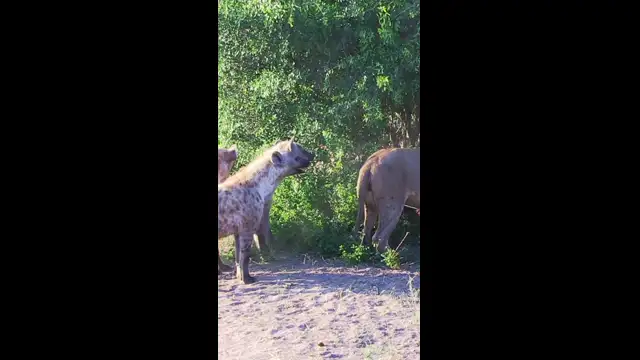 Hyenas try pull lion off buffalo by its tail 😳